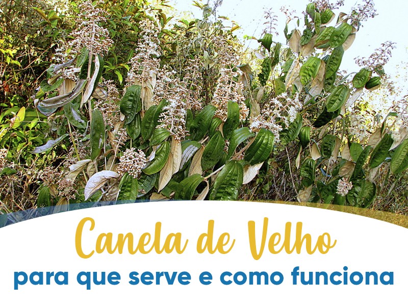 Canela de Velho: para que serve e como funciona